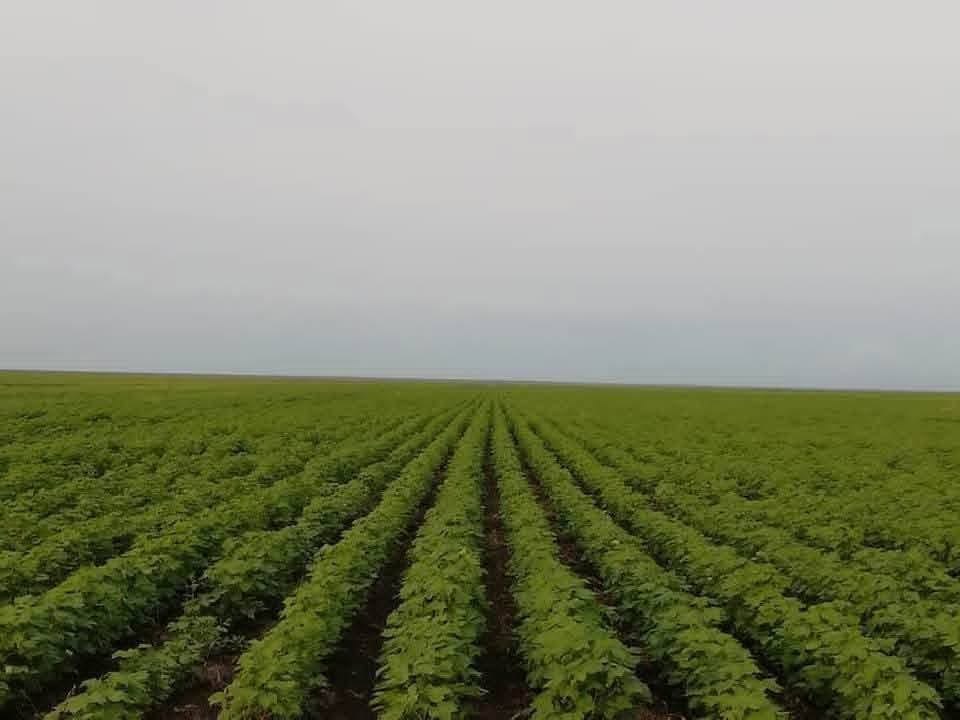 ارتفاع المساحات المزروعة بالقضارف الى (6.3) مليون فدان