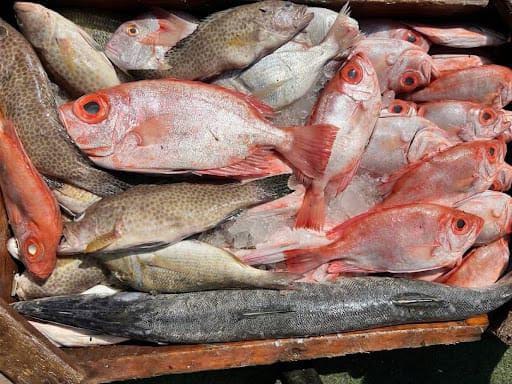 ارتفاع إنزال الأسماك بولاية البحر الأحمر إلى 82.1 طن خلال سبتمبر